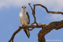 Elanus caeruleus