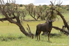 Connochaetes taurinus