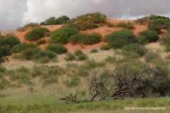 Kalahari