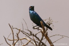 Lamprotornis nitens