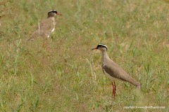 Vanellus coronatus