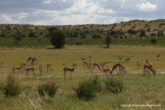 Antidorcas marsupialis