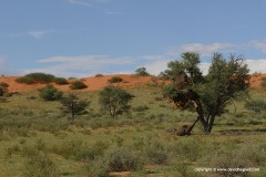 Kalahari