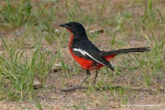 Laniarius atrococcineus