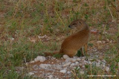 Cynictis penicillata