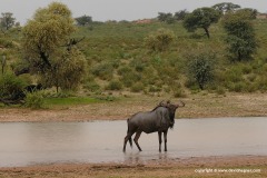 Connochaetes taurinus