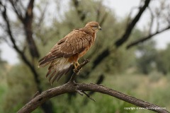 Buteo buteo