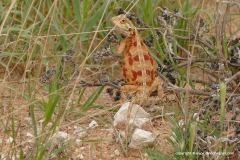 Agama aculeata