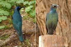 Lamprotornis nitens