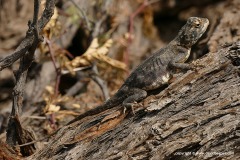 Agama aculeata