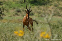 Alcelaphus buselaphus