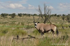 Oryx gazella