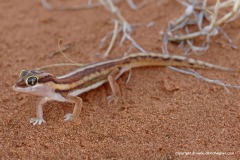 Colopus wahlbergii