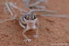 Colopus wahlbergii