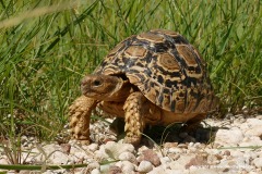 Stigmochelys pardalis