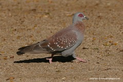 Columba guinea