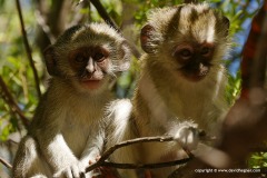 Cercopithecus pygerythrus