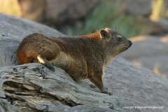 Procavia capensis