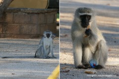 Cercopithecus pygerythrus