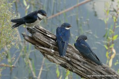 Hirundo albigularis