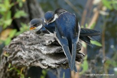 Hirundo albigularis