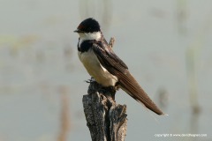 Hirundo albigularis