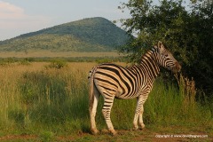 Equus burchellii