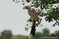 Tockus leucomelas