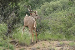 Tragelaphus strepsiceros