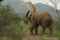 Loxodonta africana