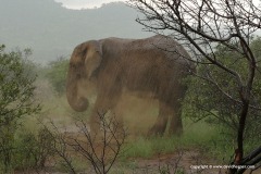 Loxodonta africana