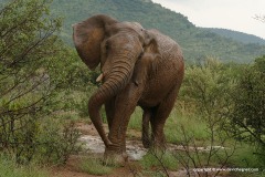 Loxodonta africana