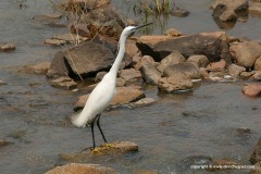 Egretta garzetta