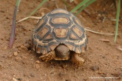 Stigmochelys pardalis