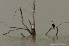 Phalacrocorax lucidus