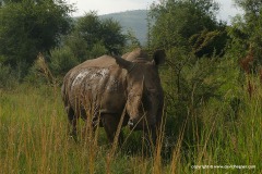 Ceratotherium simum