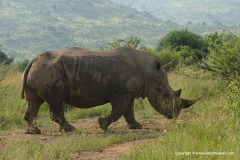 Ceratotherium simum