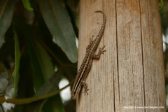 Lygodactylus capensis