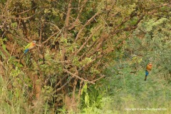 Merops bullockoides