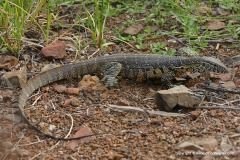 Varanus niloticus