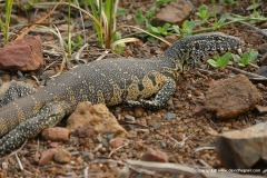 Varanus niloticus