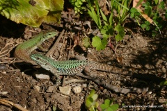 Podarcis siculus
