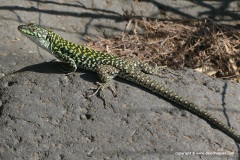 Podarcis siculus