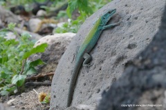 Podarcis siculus