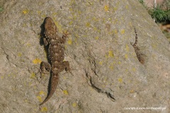 Tarentola mauritanica