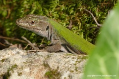 Podarcis siculus