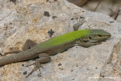 Podarcis siculus