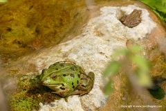 Pelophylax bergeri
