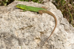 Podarcis waglerianus