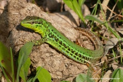 Podarcis waglerianus